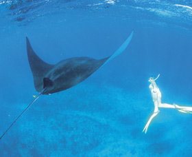 Ningaloo Reef - Surfers Gold Coast 3