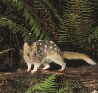 Tarkine Forest Reserve - Surfers Gold Coast
