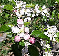 Avro Park Orchards - Surfers Gold Coast