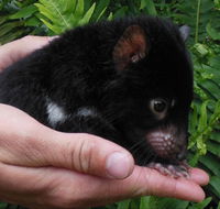 Crawn Motors - Surfers Gold Coast