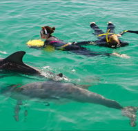 Rockingham Wild Encounters - Swim with Wild Dolphins - Surfers Gold Coast