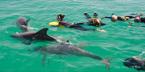 Rockingham Wild Encounters - Swim With Wild Dolphins - Surfers Gold Coast 2