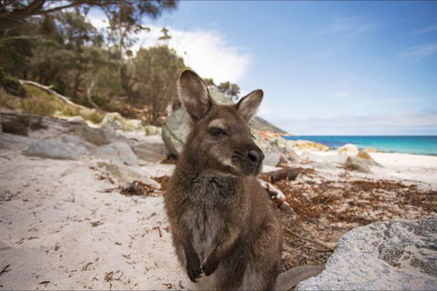 Nullarbor Traveller - Surfers Gold Coast 27