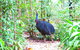 Daintree Safaris - thumb 0
