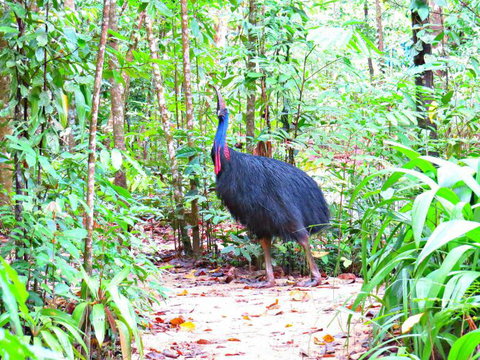Daintree Safaris - Surfers Gold Coast 0