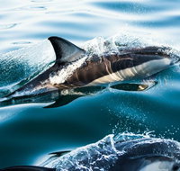 Dolphin Swim Australia - Surfers Gold Coast
