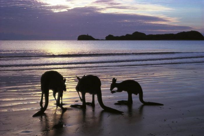 Seaforth QLD Surfers Gold Coast