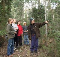 Great Western Tiers Forest Walks Tasmania - Surfers Gold Coast
