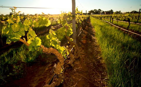 Kaesler Old Vine Vineyard Tour - Surfers Gold Coast 0