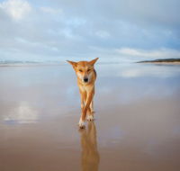 Fraser Island Adventure Tours - Surfers Gold Coast