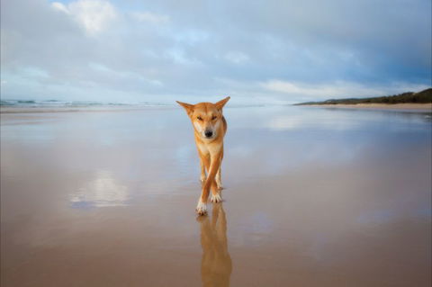 Fraser Island Adventure Tours - Surfers Gold Coast 8