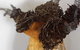 Caldera Wildscapes Gallery - thumb 0