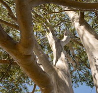 Lindsay Pryor Walk Australian National University - Surfers Gold Coast