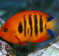 Cairns Marine - Surfers Gold Coast