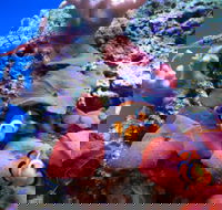 Tropical Marine Centre - Surfers Gold Coast