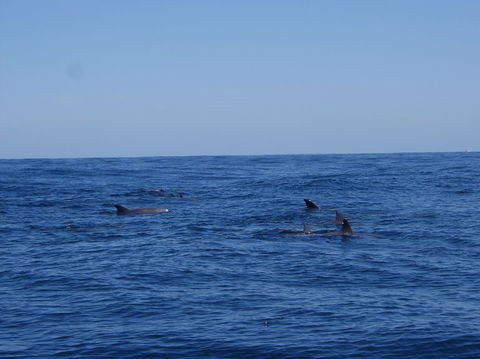 Rottnest Island Tour From Perth Or Fremantle Including Adventure Speed Boat Ride - Surfers Gold Coast 6
