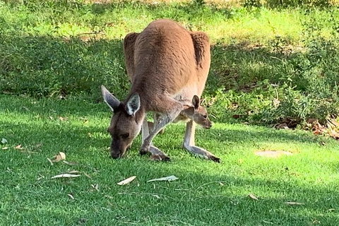 Pinnacles Day Trip From Perth Including Yanchep National Park - Surfers Gold Coast 5