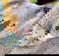 Perth Zoo General Entry Ticket and Sightseeing Cruise - Surfers Gold Coast