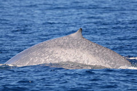 Blue Whale Perth Canyon Expedition - Surfers Gold Coast 1
