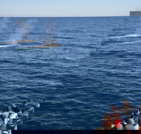 Blue Whale Perth Canyon Expedition - Surfers Gold Coast