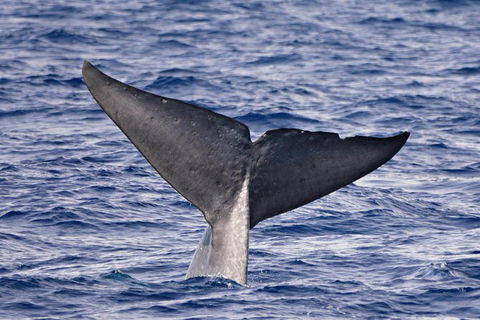 Blue Whale Perth Canyon Expedition - Surfers Gold Coast 11