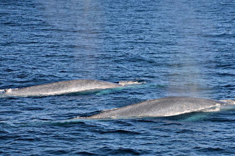 Blue Whale Perth Canyon Expedition - Surfers Gold Coast 8