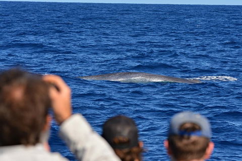 Blue Whale Perth Canyon Expedition - Surfers Gold Coast 13