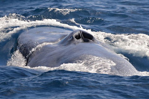 Blue Whale Perth Canyon Expedition - Surfers Gold Coast 3