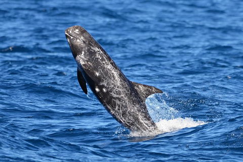 Blue Whale Perth Canyon Expedition - Surfers Gold Coast 10