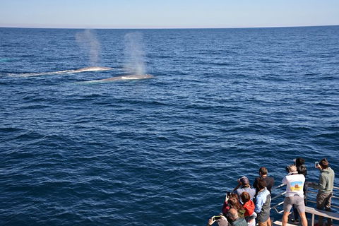Blue Whale Perth Canyon Expedition - Surfers Gold Coast 2