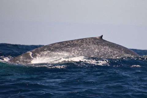 Blue Whale Perth Canyon Expedition - Surfers Gold Coast 9