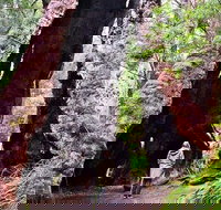 Margaret River Wineries Caves Ocean and Karri - Air  Ground Tour - Surfers Gold Coast