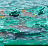 Swim with Dolphins Day Trip from Perth - Surfers Gold Coast