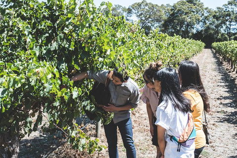 Voyager Estate: Private Winery Tasting Tour In Margaret River With Lunch - Surfers Gold Coast 2