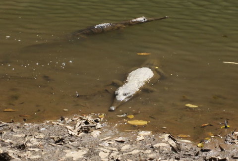 Windjana Gorge And Tunnel Creek 4WD Tour From Broome - Surfers Gold Coast 11