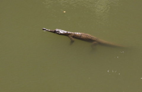 Windjana Gorge And Tunnel Creek 4WD Tour From Broome - Surfers Gold Coast 12
