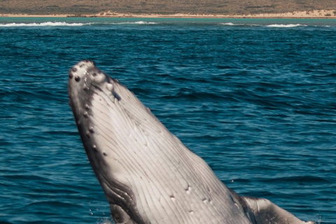 VIP Luxury Chartered Escapes, Exploring The Reef At Your Own Pace - Surfers Gold Coast 3