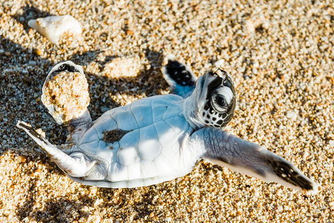 VIP Luxury Chartered Escapes, Exploring The Reef At Your Own Pace - Surfers Gold Coast 38