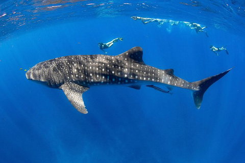 VIP Luxury Chartered Escapes, Exploring The Reef At Your Own Pace - Surfers Gold Coast 27