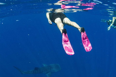 VIP Luxury Chartered Escapes, Exploring The Reef At Your Own Pace - Surfers Gold Coast 49