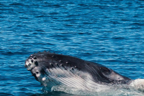 VIP Luxury Chartered Escapes, Exploring The Reef At Your Own Pace - Surfers Gold Coast 14