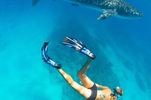 VIP Luxury Chartered Escapes, Exploring The Reef At Your Own Pace - Surfers Gold Coast 26