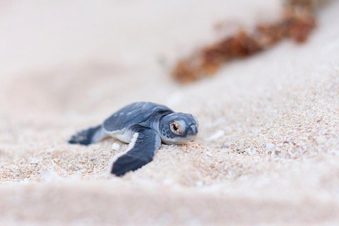 VIP Luxury Chartered Escapes, Exploring The Reef At Your Own Pace - Surfers Gold Coast 6