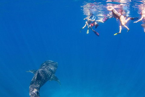 VIP Luxury Chartered Escapes, Exploring The Reef At Your Own Pace - Surfers Gold Coast 22