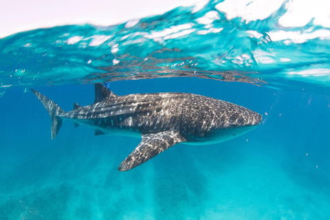 VIP Luxury Chartered Escapes, Exploring The Reef At Your Own Pace - Surfers Gold Coast 15