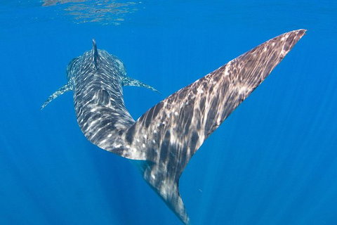 VIP Luxury Chartered Escapes, Exploring The Reef At Your Own Pace - Surfers Gold Coast 37