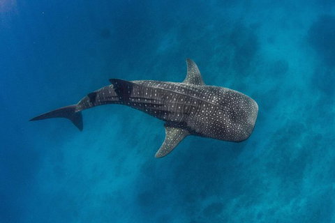 VIP Luxury Chartered Escapes, Exploring The Reef At Your Own Pace - Surfers Gold Coast 34