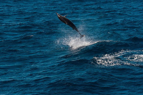 VIP Luxury Chartered Escapes, Exploring The Reef At Your Own Pace - Surfers Gold Coast 42