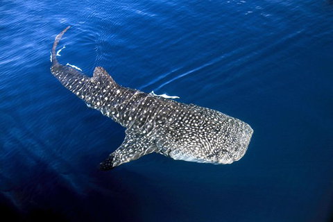 VIP Luxury Chartered Escapes, Exploring The Reef At Your Own Pace - Surfers Gold Coast 30