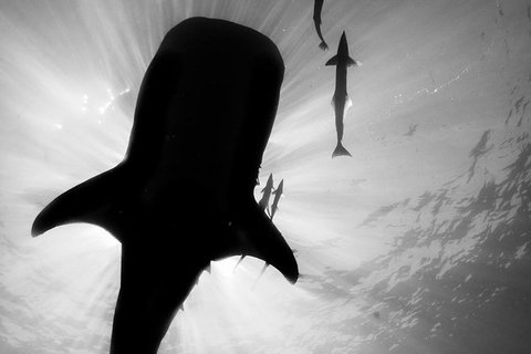 VIP Luxury Chartered Escapes, Exploring The Reef At Your Own Pace - Surfers Gold Coast 16